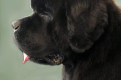 hank-head-021018-blurred-back