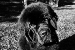hank-5