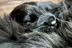 IMG_5308